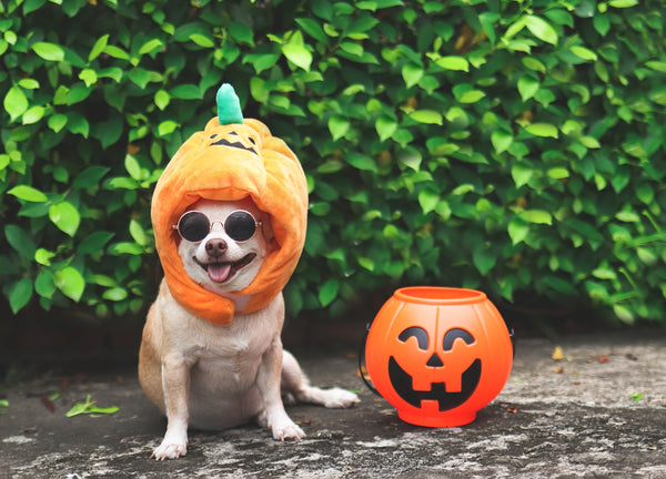 Halloween Chihuahua, Pumpkin Chihuahua Dog, Chihuahua Dog Costume, Halloween All Year, Halloween Dog Costume, Join Our Mailing List